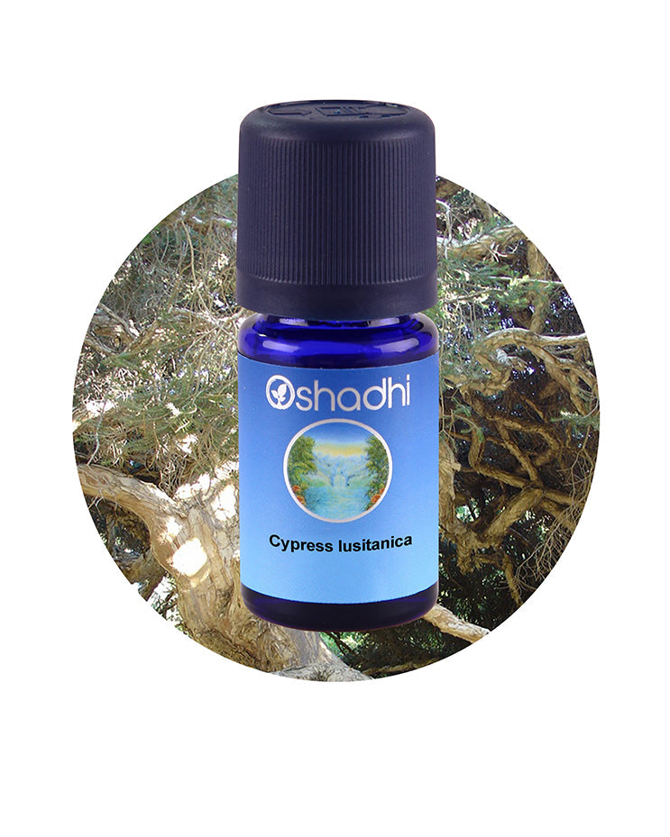 Cypress, Lusitanica / Mexican Cypress *Clearance