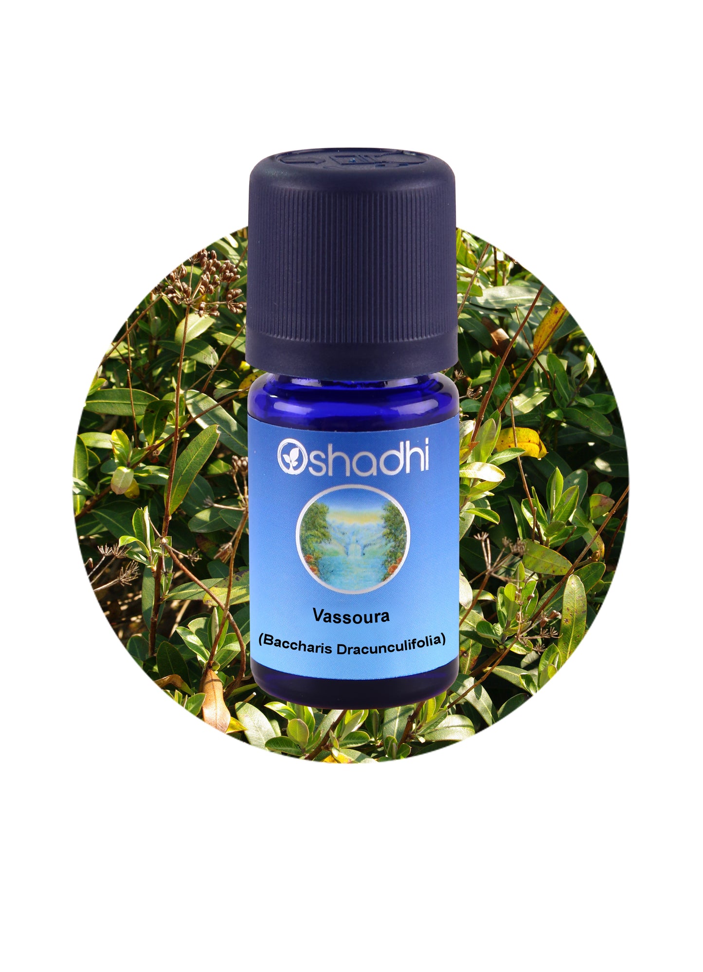 Vassoura (Baccharis dracunculifolia)