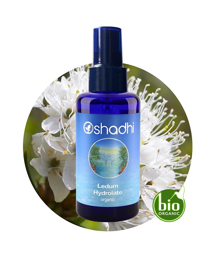 Ledum / Labrador Tea Water (Organic Hydrosol)