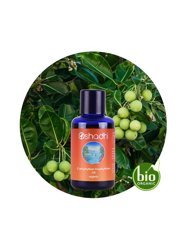 Calophyllum / Tamanu Oil (organic)