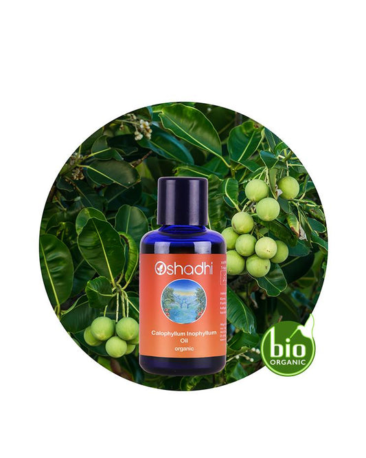 Calophyllum / Tamanu Oil (organic)