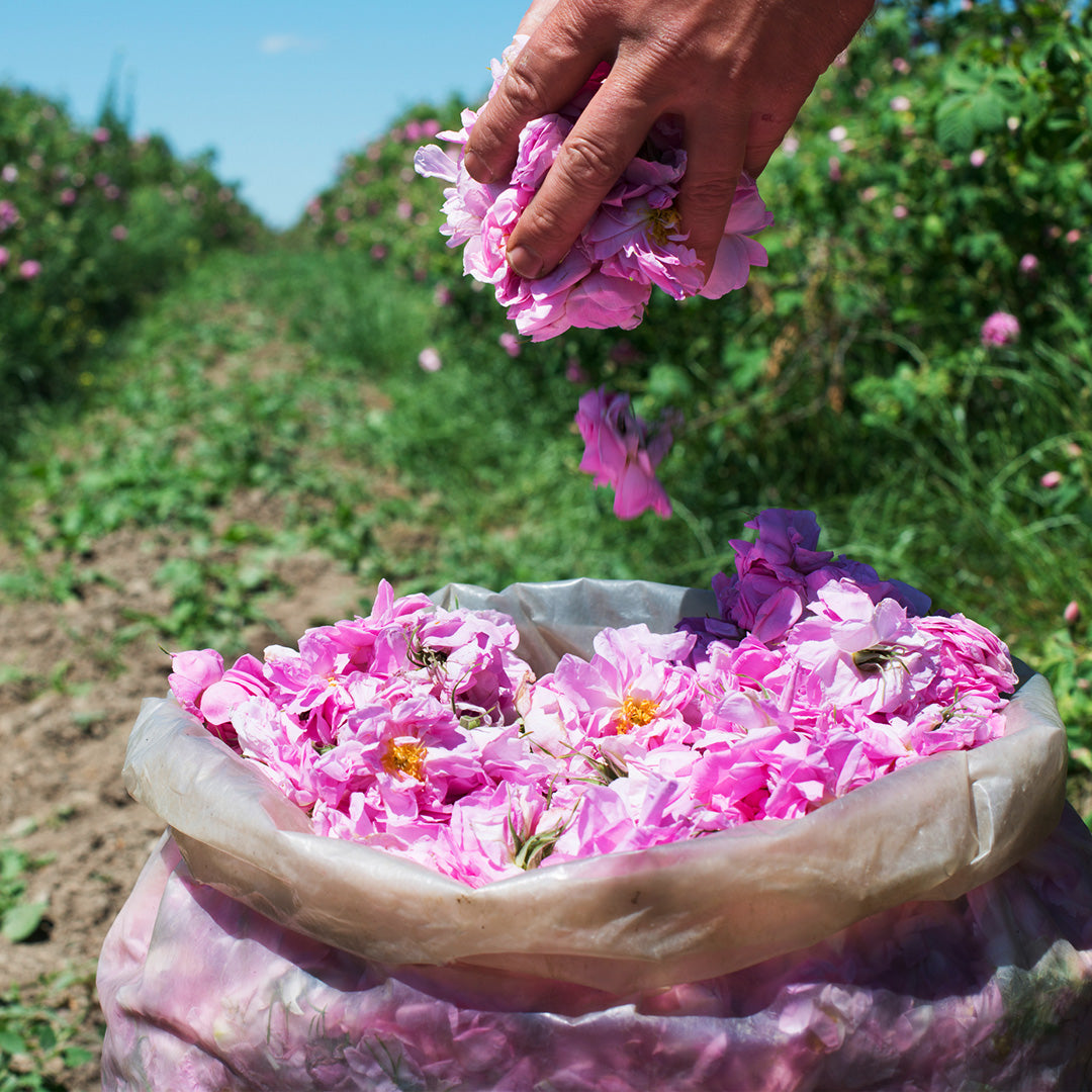 The Rosa Range — Rosa damascena & Rosa alba