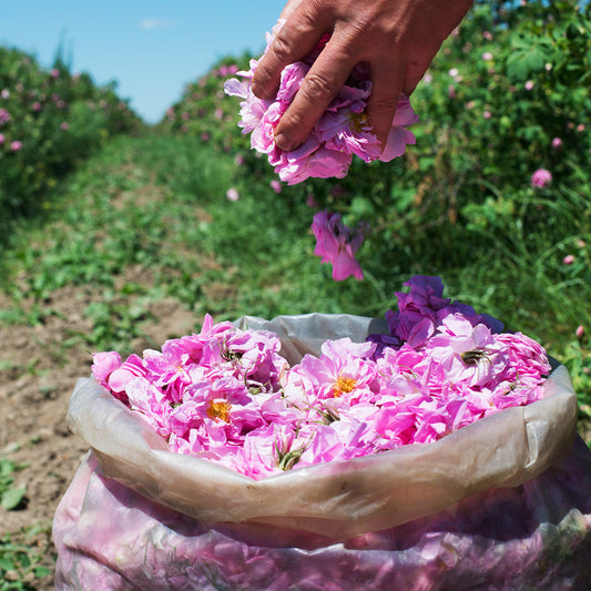 The Rosa Range — Rosa damascena & Rosa alba