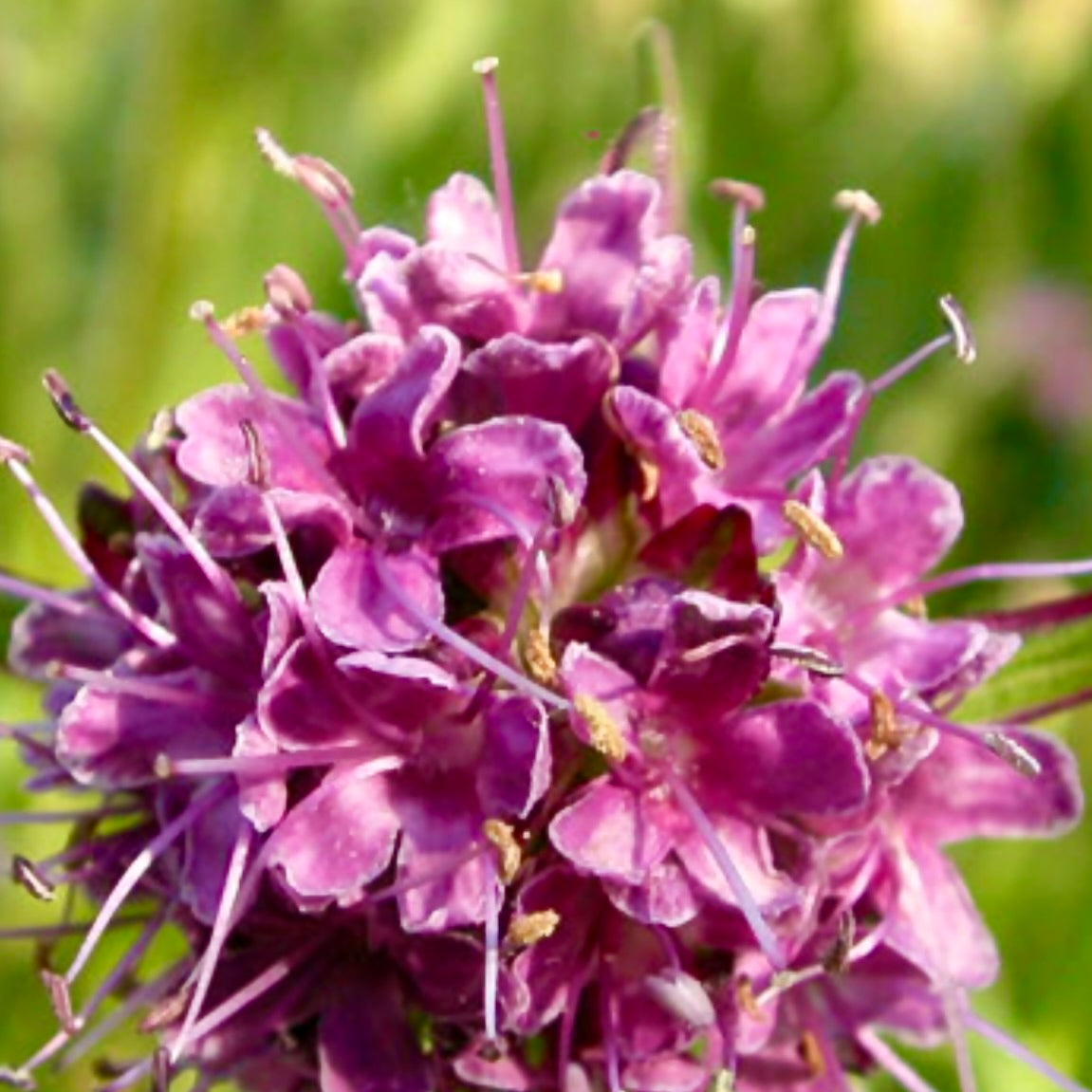 Spikenard — Nardostachys jatamansi