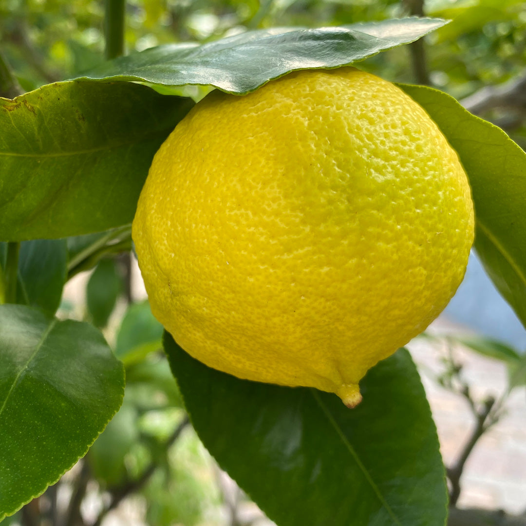 1080x1080 Bergamot.jpg__PID:46e325b6-2b8b-407b-80b2-9ee4fd08db6f
