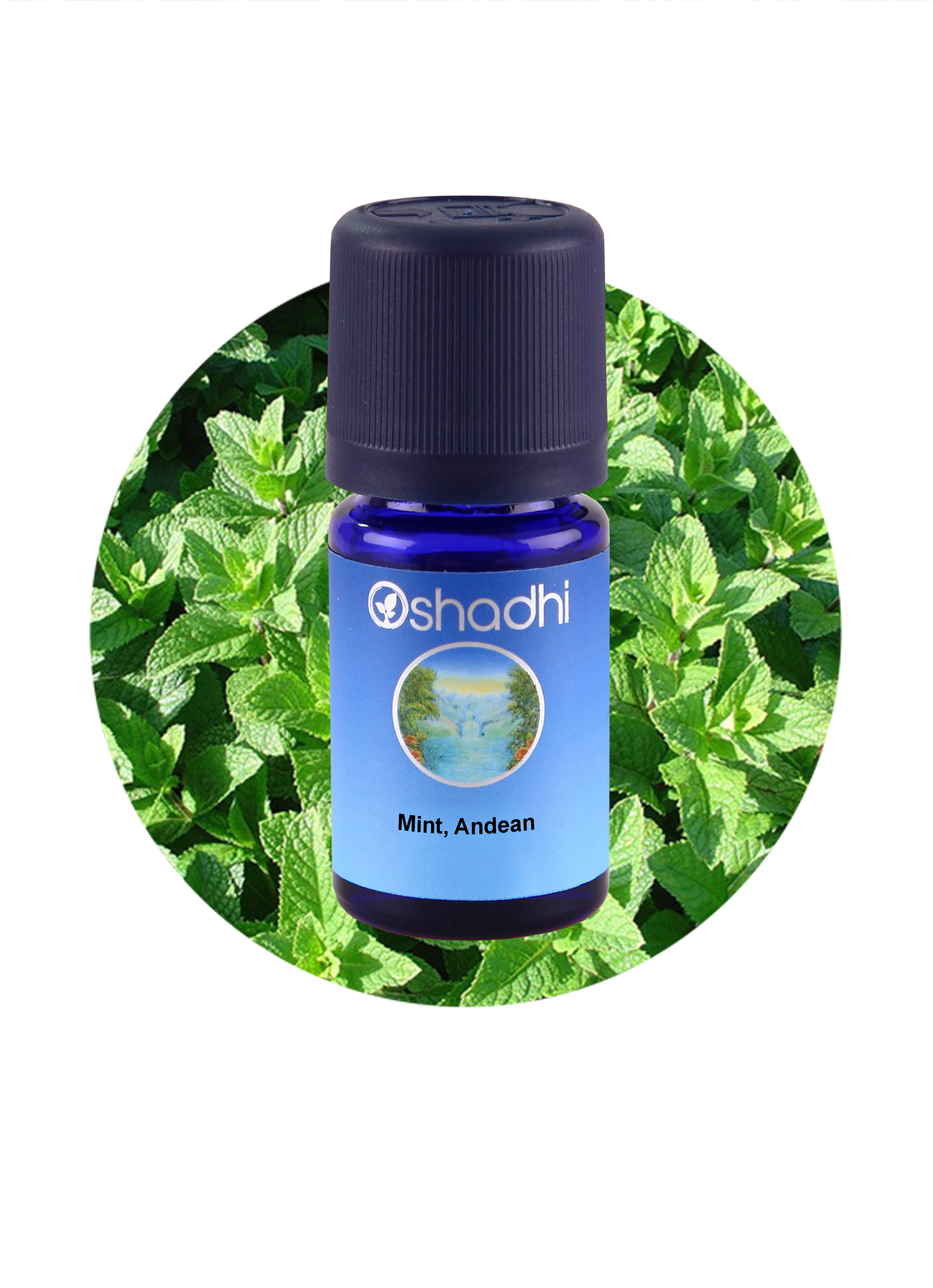 Mint, Andean  *Clearance