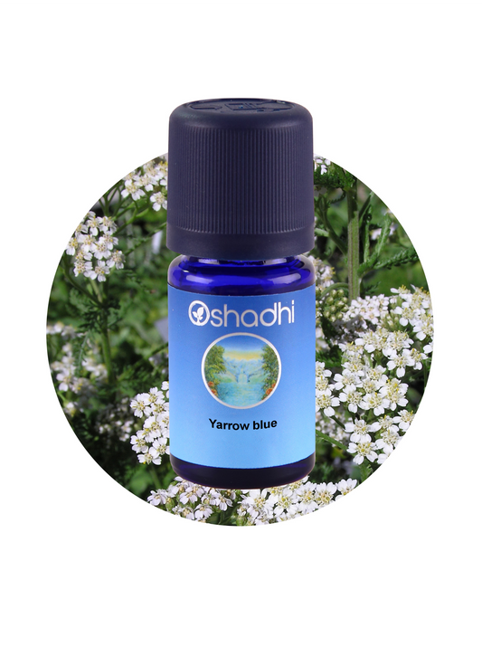 Yarrow, Blue (Wild)