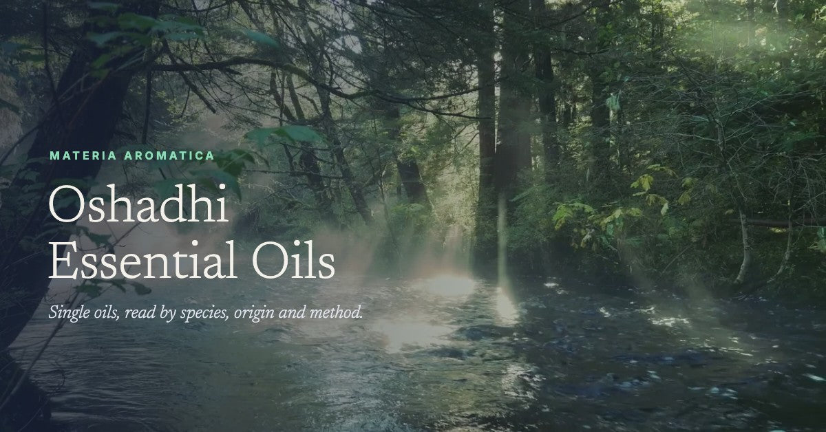 Spice Essential Oils: Cinnamon, Clove, Ginger & Black Pepper - Oshadhi ...