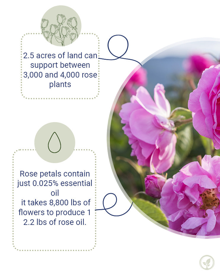 Rose Water (Bulgarian Organic Hydrosol)