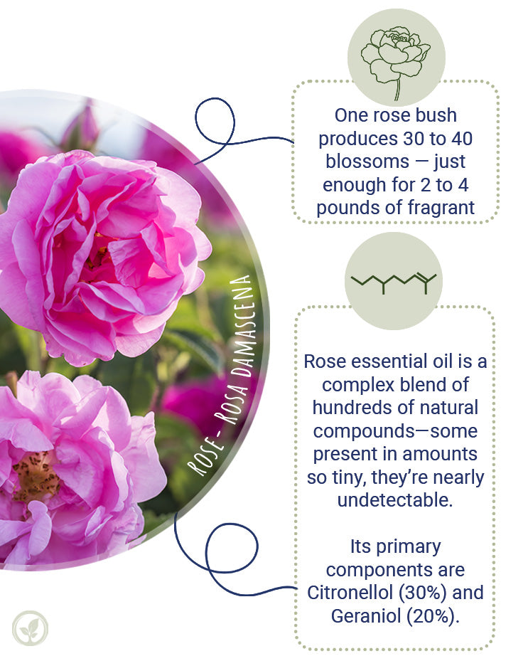 Rose Water (Bulgarian Organic Hydrosol)