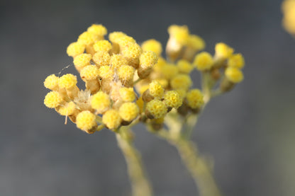 Helichrysum Water (Organic Hydrosol)