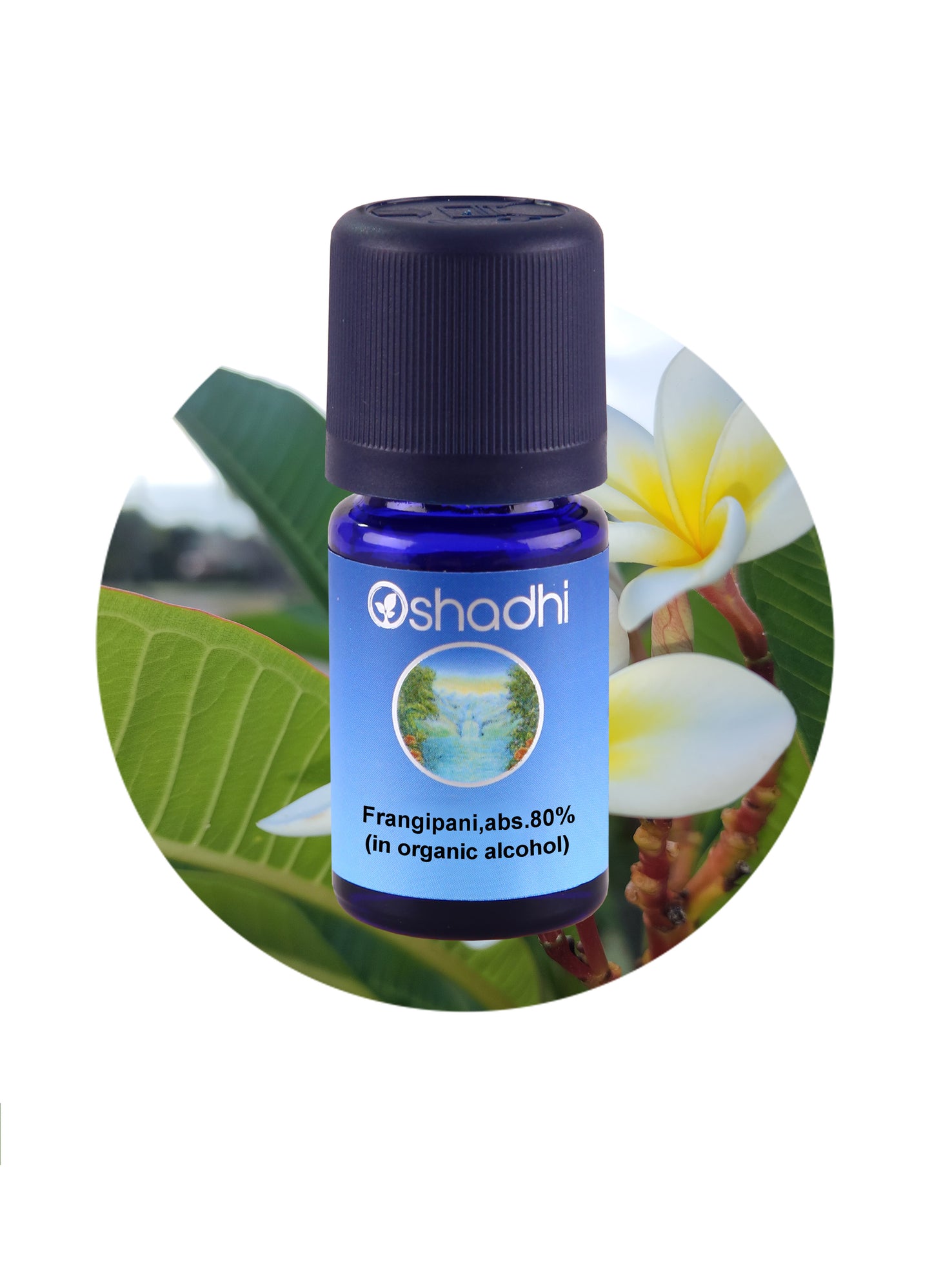 Frangipani Abs 80 In Organic Alcohol Essential Oil Aroma Oshadhi