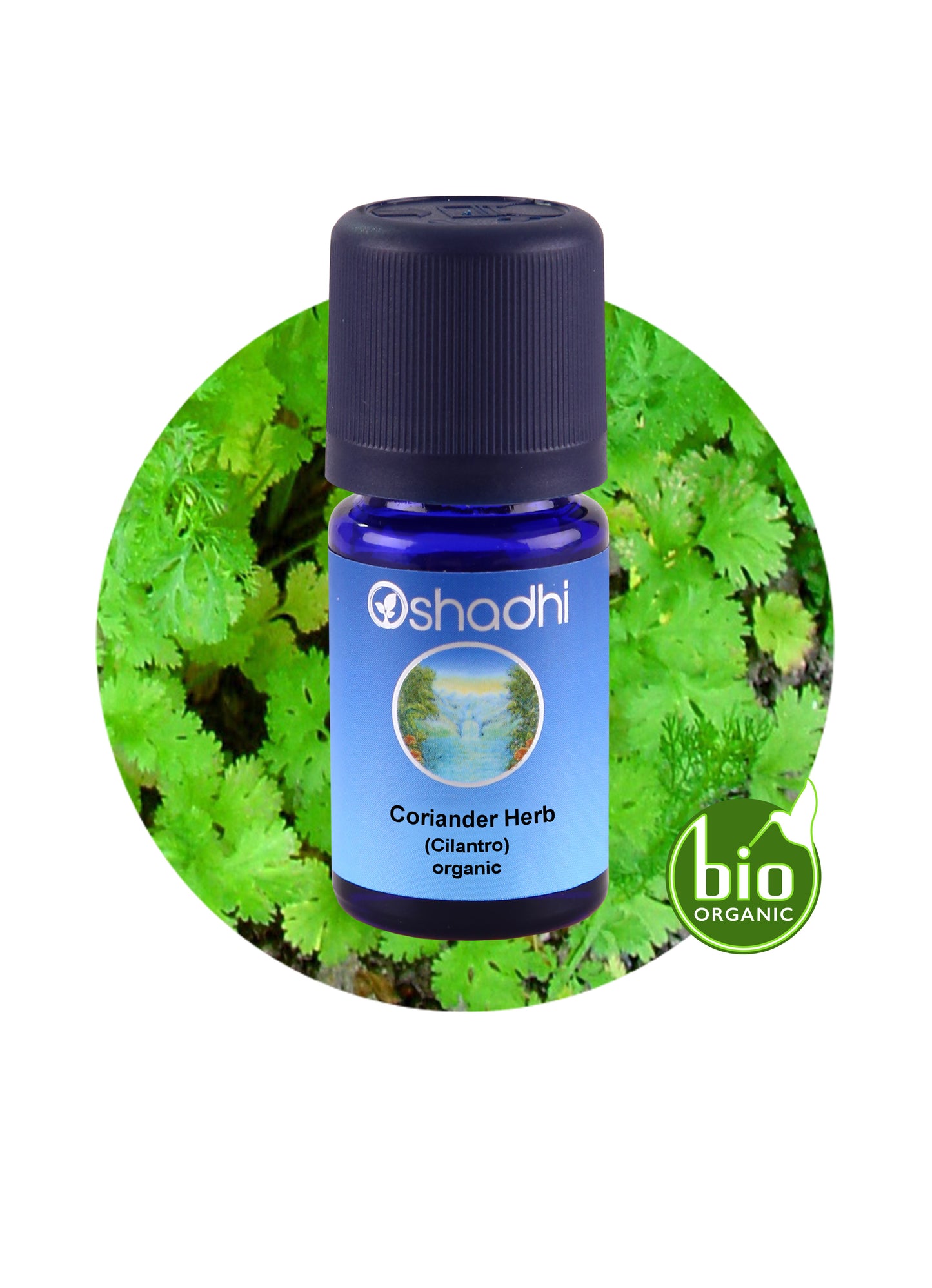Coriander Herb / Cilantro (organic)